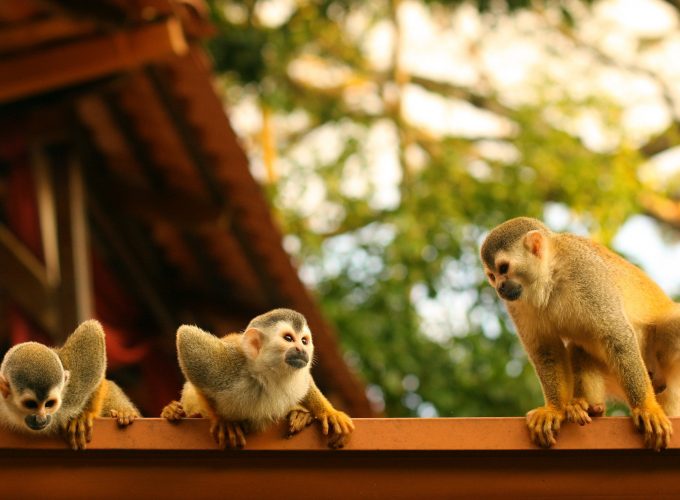 Wallpaper Monkeys, Atelidae, Costa Rica, Animals 309116151